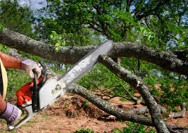  Ashland, NJ Tree Services Pros