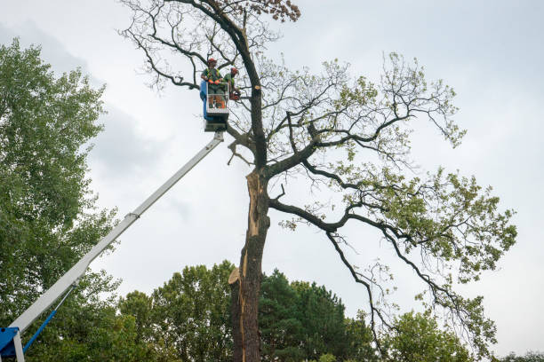 Ashland, NJ Tree Services Company