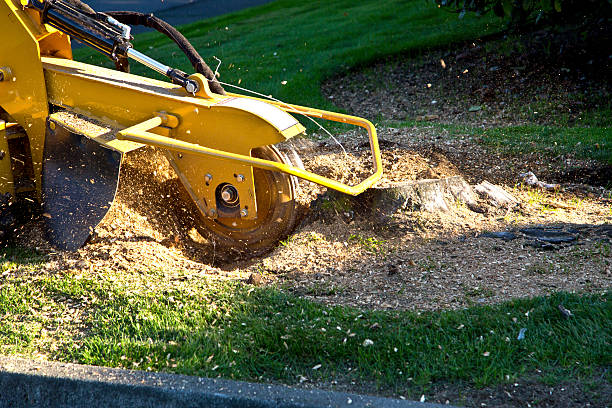 How Our Tree Care Process Works  in  Ashland, NJ